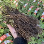 Jahoda (Fragaria x ananassa) ´AROMAS´ stálorodiaca - frigo sadenica, zväzok (10 ks)